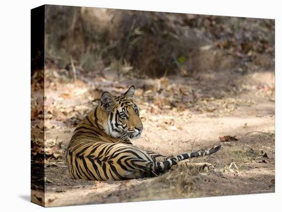 Bengal Tiger, Panthera Tigris Tigris, Bandhavgarh National Park, Madhya Pradesh, India-Thorsten Milse-Premier Image Canvas