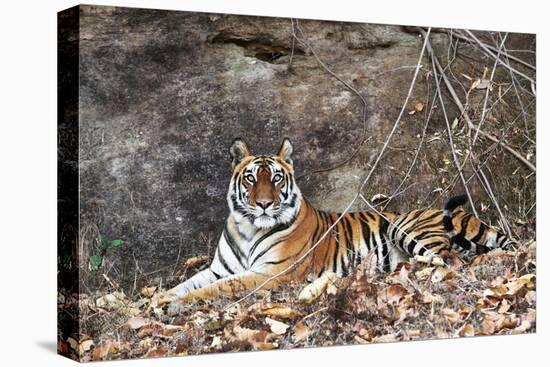 Bengal Tiger, Panthera Tigris Tigris, Bandhavgarh National Park, Madhya Pradesh, India-Kim Sullivan-Premier Image Canvas