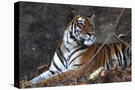 Bengal Tiger, Panthera Tigris Tigris, Bandhavgarh National Park, Madhya Pradesh, India-Kim Sullivan-Premier Image Canvas