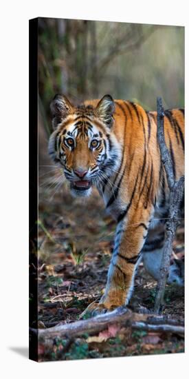 Bengal Tiger (Panthera Tigris Tigris), Bandhavgarh National Park, Umaria District-null-Stretched Canvas
