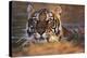 Bengal Tiger (Panthera Tigris)-Louise Murray-Premier Image Canvas