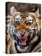 Bengal Tiger (Panthera Tigris)-Louise Murray-Premier Image Canvas