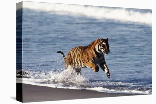 Bengal Tiger, Panthera Tigris-Stuart Westmorland-Premier Image Canvas