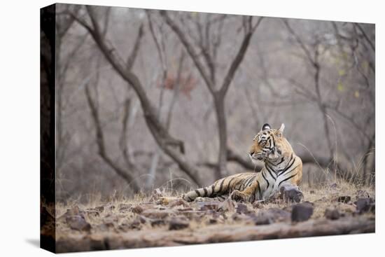 Bengal Tiger, Ranthambhore National Park, Rajasthan, India, Asia-Janette Hill-Premier Image Canvas