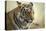 Bengal Tiger, Ranthambhore National Park, Rajasthan, India, Asia-Janette Hill-Premier Image Canvas