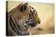 Bengal Tiger, Ranthambhore National Park, Rajasthan, India, Asia-Janette Hill-Premier Image Canvas