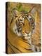 Bengal Tiger Resting Portrait, Ranthambhore Np, Rajasthan, India-T.j. Rich-Premier Image Canvas