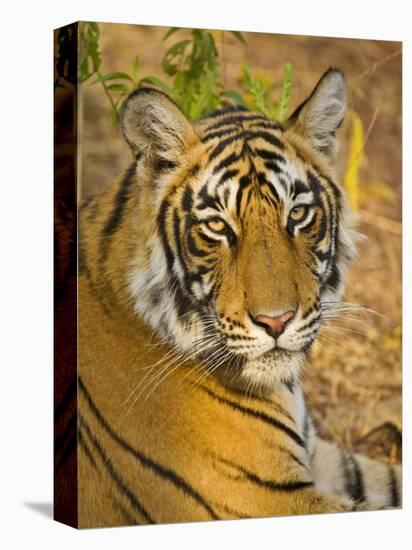 Bengal Tiger Resting Portrait, Ranthambhore Np, Rajasthan, India-T.j. Rich-Premier Image Canvas