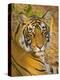 Bengal Tiger Resting Portrait, Ranthambhore Np, Rajasthan, India-T.j. Rich-Premier Image Canvas