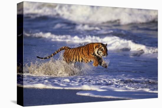 Bengal Tiger Running along the Beach-DLILLC-Premier Image Canvas