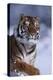 Bengal Tiger Running in Snow-DLILLC-Premier Image Canvas