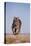 Bengal Tiger Running on Beach-DLILLC-Premier Image Canvas