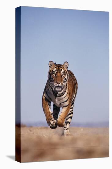 Bengal Tiger Running on Beach-DLILLC-Premier Image Canvas