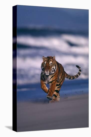 Bengal Tiger Running on Beach-DLILLC-Premier Image Canvas