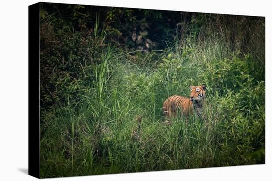 bengal tiger standing in dense foliage, nepal-karine aigner-Premier Image Canvas