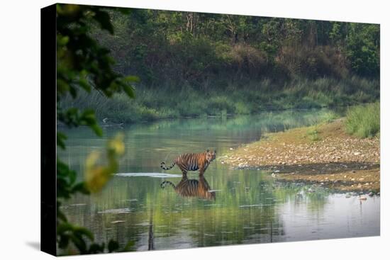 bengal tiger standing in river, whipping water with tail, nepal-karine aigner-Premier Image Canvas