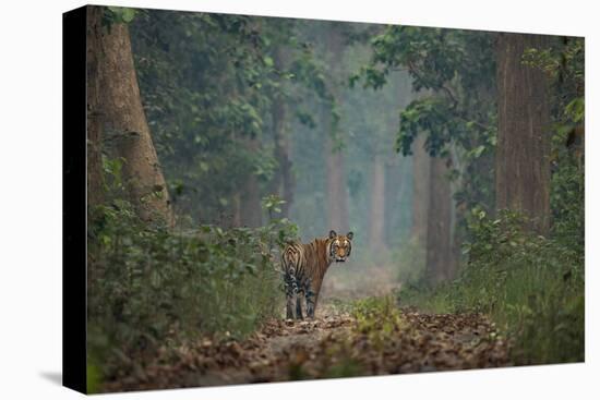 bengal tiger standing on forest path, nepal-karine aigner-Premier Image Canvas