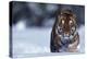 Bengal Tiger Walking in Snow-DLILLC-Premier Image Canvas