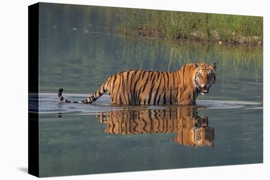 bengal tiger walking through river, snarling, nepal-karine aigner-Premier Image Canvas