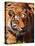 Bengal Tiger-Adam Jones-Premier Image Canvas