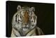 Bengal Tiger-DLILLC-Premier Image Canvas