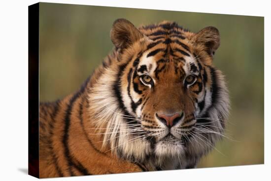 Bengal Tiger-DLILLC-Premier Image Canvas