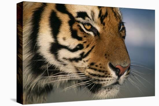 Bengal Tiger-DLILLC-Premier Image Canvas