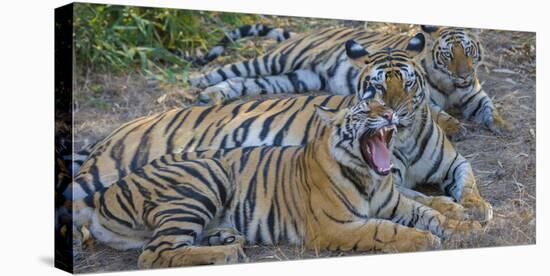 Bengal tigers, Bandhavgarh National Park, India-Art Wolfe-Premier Image Canvas