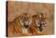 Bengal Tigers Lying in Field-DLILLC-Premier Image Canvas