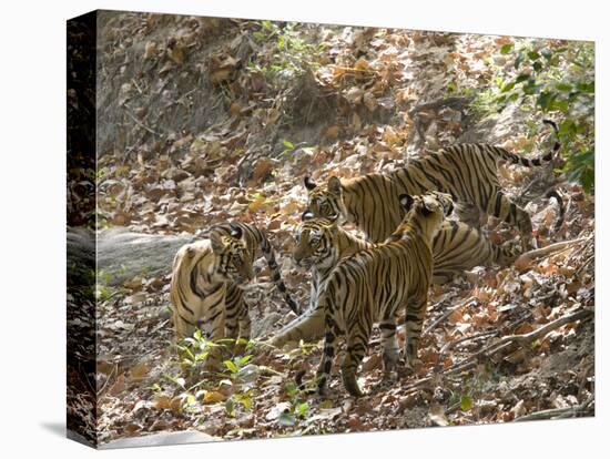 Bengal Tigers, Panthera Tigris Tigris, Bandhavgarh National Park, Madhya Pradesh, India-Thorsten Milse-Premier Image Canvas