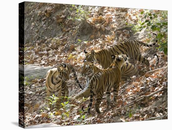 Bengal Tigers, Panthera Tigris Tigris, Bandhavgarh National Park, Madhya Pradesh, India-Thorsten Milse-Premier Image Canvas