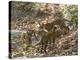 Bengal Tigers, Panthera Tigris Tigris, Bandhavgarh National Park, Madhya Pradesh, India-Thorsten Milse-Premier Image Canvas