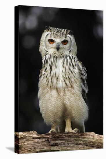 Bengalese Eagle Owl-Linda Wright-Premier Image Canvas