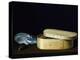 Bentwood Box and Nautilus Shell-Sebastian Stosskopf-Premier Image Canvas