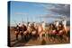 Berber Horsemen Lined Up for a Fantasia, Dades Valley, Morocco-null-Stretched Canvas