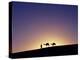 Berber Tribesman Leads His Two Camels Along the Top of Sand Dune in the Erg Chegaga, in the Sahara -Mark Hannaford-Premier Image Canvas