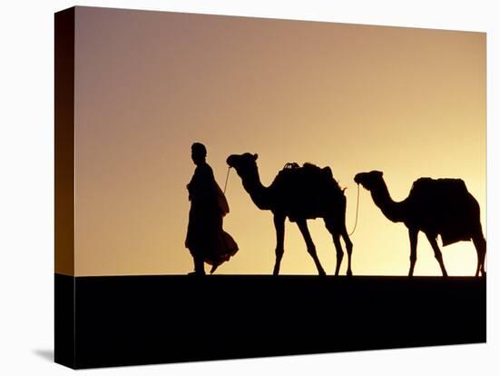 Berber Tribesman Leads His Two Camels Along the Top of Sand Dune in the Erg Chegaga, in the Sahara -Mark Hannaford-Premier Image Canvas