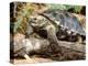 Berlandier's Tortoise, South Texas, USA-David Northcott-Premier Image Canvas