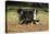 Bernese Mountain Dog 04-Bob Langrish-Premier Image Canvas