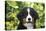 Bernese Mountain Dog 08-Bob Langrish-Premier Image Canvas
