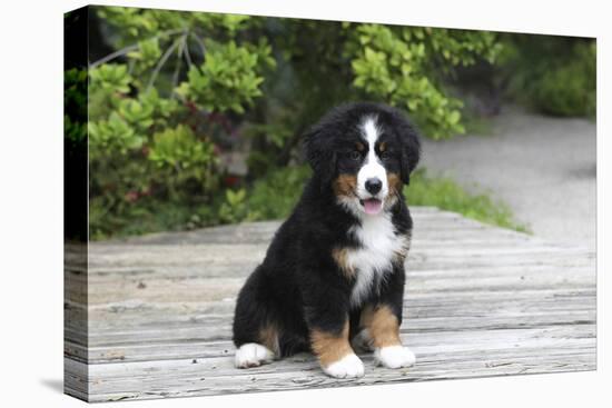 Bernese Mountain Dog 19-Bob Langrish-Premier Image Canvas