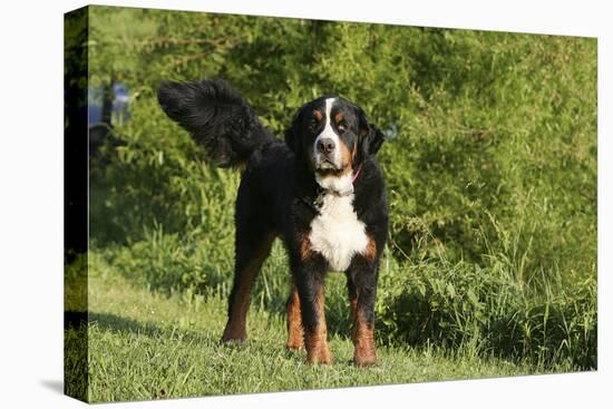 Bernese Mountain Dog 21-Bob Langrish-Premier Image Canvas