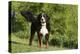 Bernese Mountain Dog 21-Bob Langrish-Premier Image Canvas