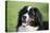 Bernese Mountain Dog 38-Bob Langrish-Premier Image Canvas