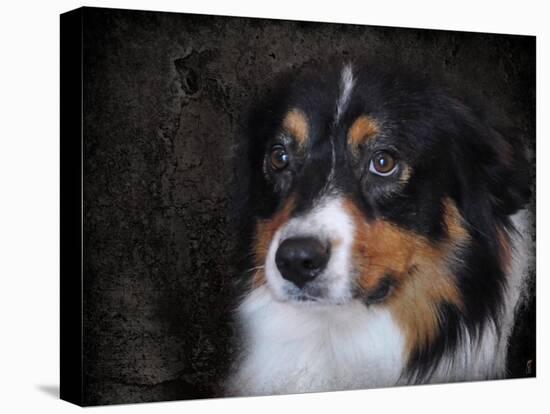 Bernese Mountain Dog-Jai Johnson-Premier Image Canvas