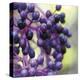 Berries 2-Ken Bremer-Stretched Canvas