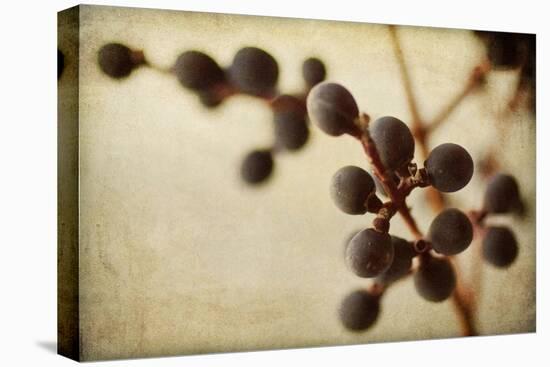 Berries 3-Jessica Rogers-Premier Image Canvas