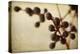 Berries 3-Jessica Rogers-Premier Image Canvas