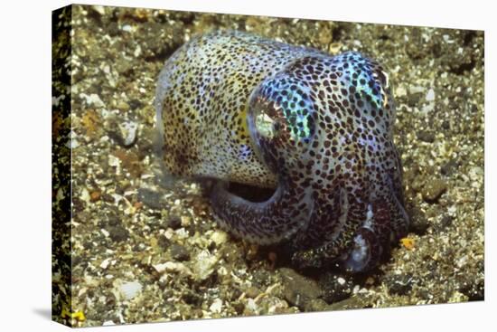 Berry's Bobtail Squid-Hal Beral-Premier Image Canvas