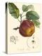 Bessa Apples-Bessa-Stretched Canvas